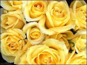 Róż, Żółte, Główki