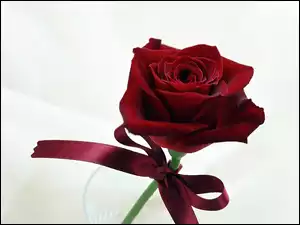 Wstążeczka, Czerwona, Róża