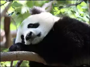 Panda, Konar