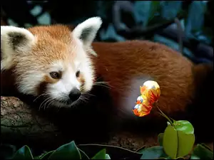 Kwiatek, Mała, Panda