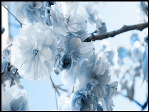 Kwiatuszki, Biało, Niebieskie