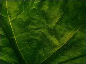 Liścia, Faktura, Zielonego