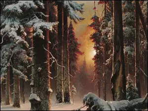 Drzewa, Las, Zimą