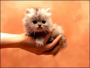 Kot, Ręka