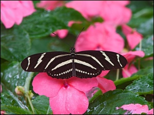 niecierpek, Motyl, kwiat
