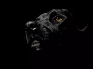 Labrador Retriever, Czarny, Pies