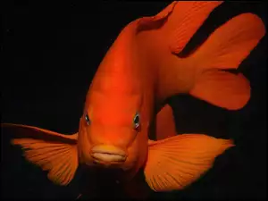 Pomarańczowa, Ryba