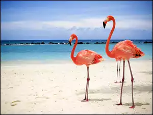 Plaża, Flamingi, Morze, Niebo