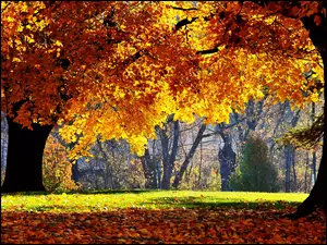 Drzewa, Jesień, Kolorowe