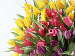 Bukiet, Tulipanów, Różne, Kolory