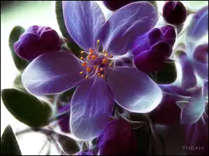 Kwiat, Fractalius