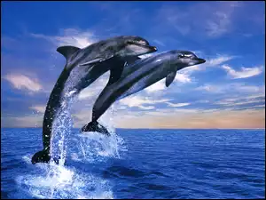 Delfiny, Wyskok