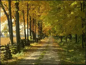 Jesień, Park, Dzewa, Droga