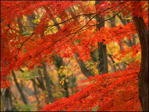 Jesień, Drzewa, Las, Czerwone