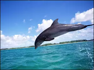 Delfin, Skok