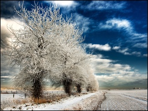 Drzewa, Pole, Śnieg, Zima