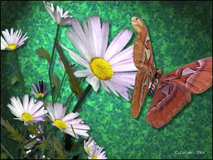 3D, Kwiaty, Motyl