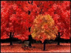 Jesień, Ławeczka, Czerwone, Drzewa