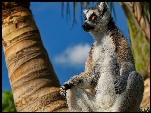 Palmy, Lemur