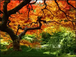 Las, Stare, Kolorowy, Drzewo, Jesienny