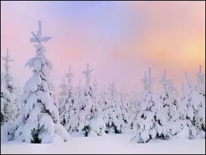 Zima, Choinki, Śnieg