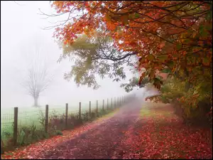 Droga, Jesień, Drzewa, Mgła