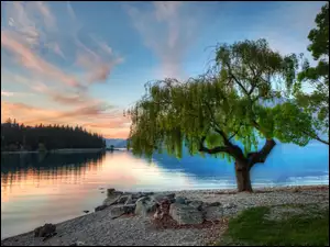 Drzewo, Nowa Zelandia
, Jezioro, Serene