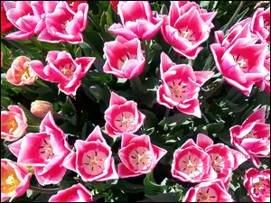 Tulipanów, Ogród, Różowych