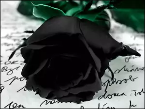 List, Czarna, Róża
