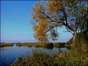 Jezioro, Zieleń