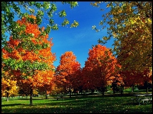 Jesień, Ławka, Park, Drzewa