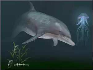 3D, Delfin, Meduza