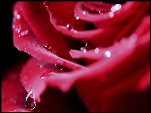 Wody, Róża, Krople