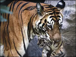 Młode, Tygrysia, Mama