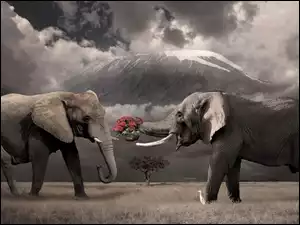 Róże, Dwa, Słonie