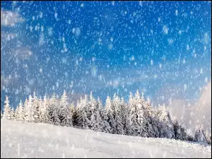Zima, Las, Padający, Śnieg