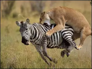 Atak, Zebra, Lwica