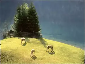 Konie, Łąka, Pastwisko