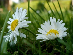 Biała, Kwiat, Stokrotka