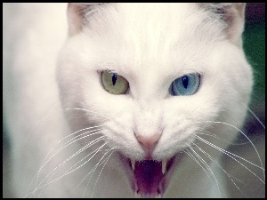 Kot turecka angora, Dwukolorowe, Oczy