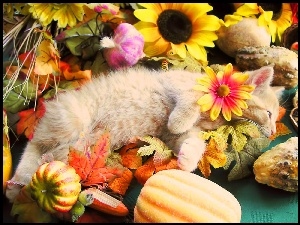 Kot, Jesień