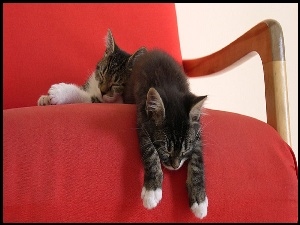 Kociaki, Dwa, Śpiące