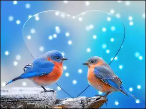 Dwa, Ptaki, Niebiesko, Pomarańczowe