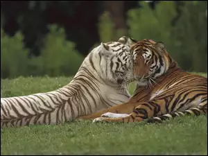 Miłość, Dwa, Tygrysy