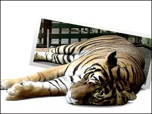 4D, Tygrys, Odpoczynek