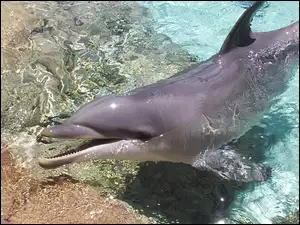 Dno, Delfin, Woda