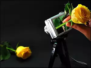 Róże, Aparat, Fotograficzny