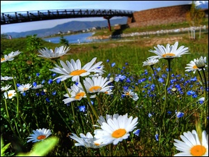 Wiosna, Kwiaty, Most, Rzeka