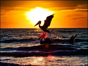 Zachód, Morze, Słońca, Pelikan