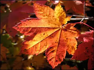 Liść, Kolorowy, Jesienny